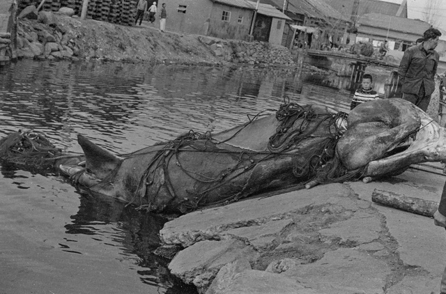 죽도시장 칠성천으로 운반되는 고래(1967).