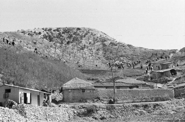 포항 학산동 식목행사(1967)