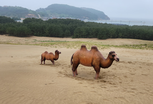 사막을 떠올리게 하는 대청도 옥죽동 해안사구.