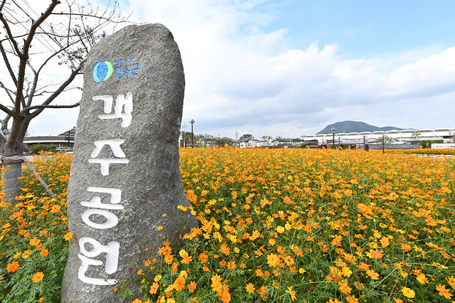 진보객주공원에 코스모스가 만개했다.