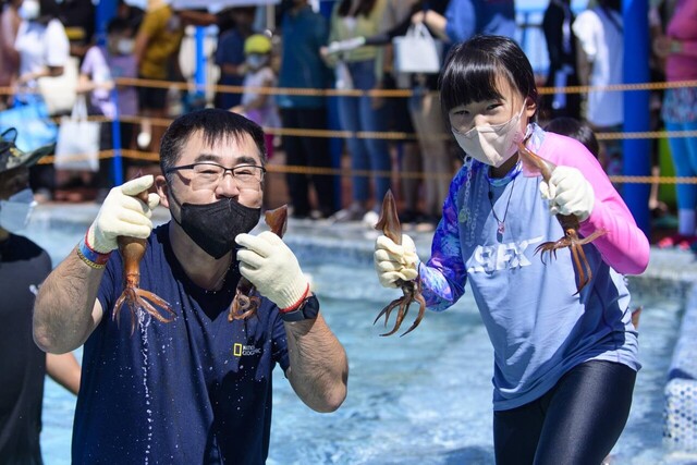오징어축제 대성공 오징어 맨손잡기 장면