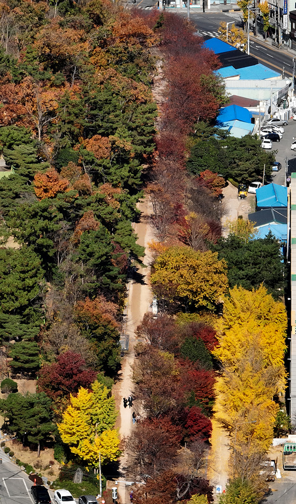 학산동 포항도시숲으로 가는 길에 단풍이 절정을 이뤘다  /이용선기자 photokid@kbmaeil.com