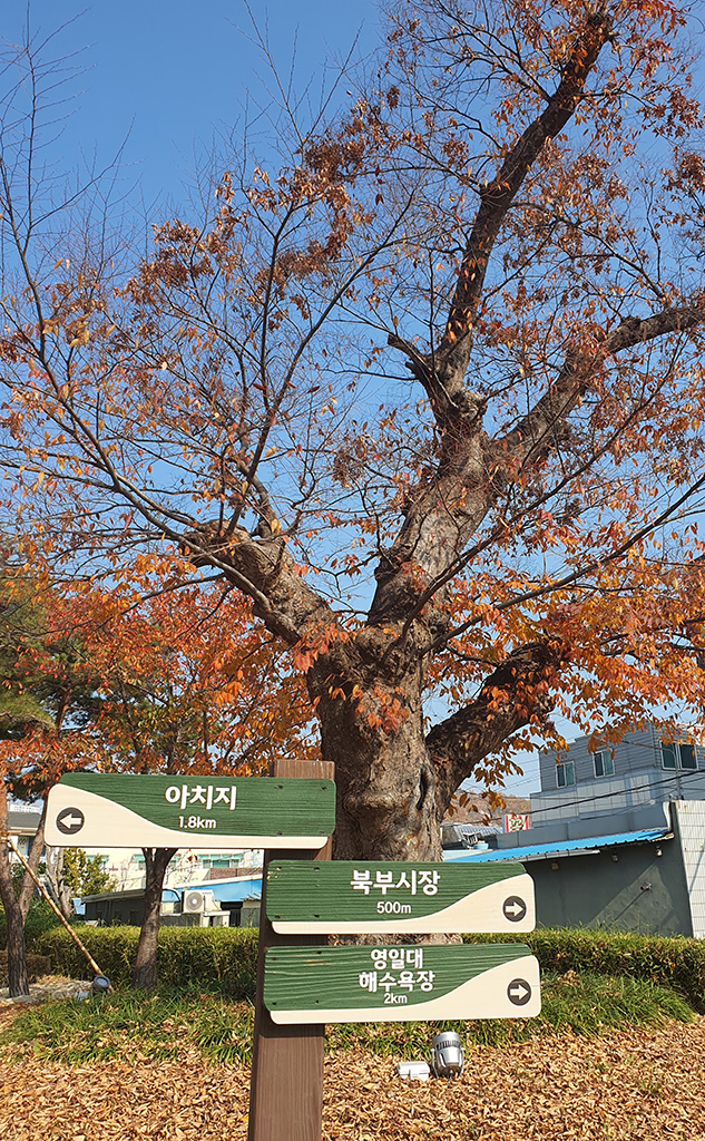 포항도시숲 입구에 설치된 안내판 /이용선기자 photokid@kbmaeil.com