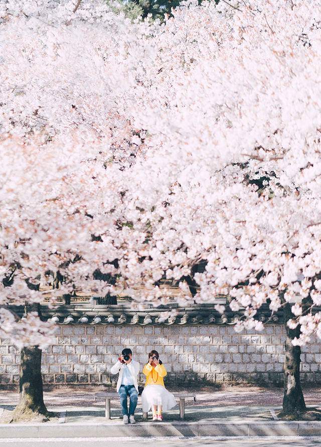 대릉원 돌담길.