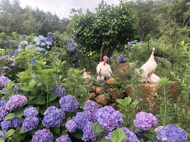 만화방초정원 모습.