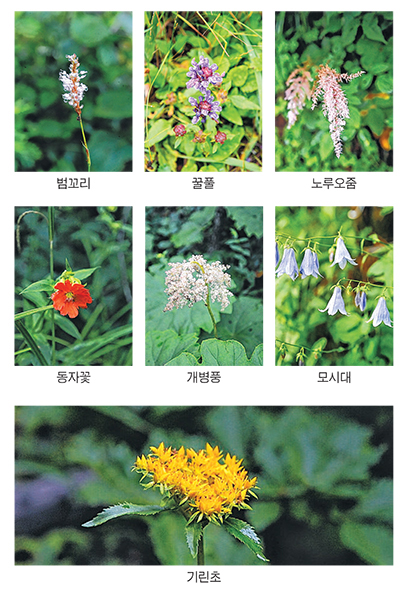 기린초