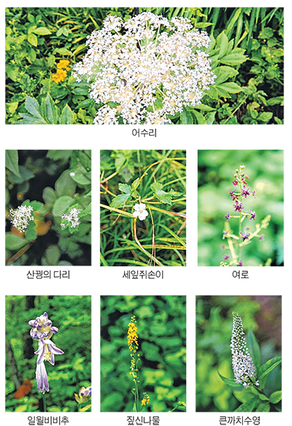 산꿩의 다리