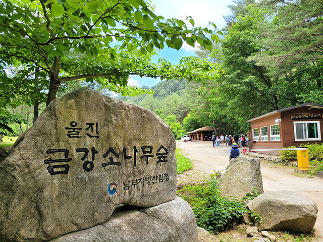 금강송군락지 안내.