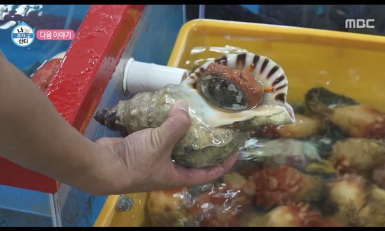 mbc 나혼자산다 예고편에 등장한 멸종위기 1급 나팔고등 /온라인 커뮤니티 캡쳐