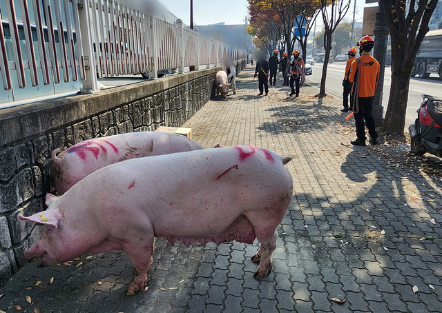기사사진