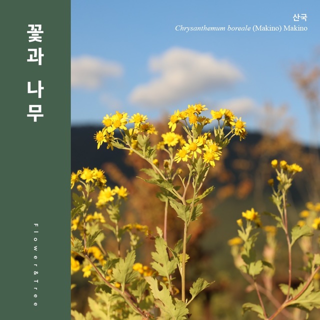 산국