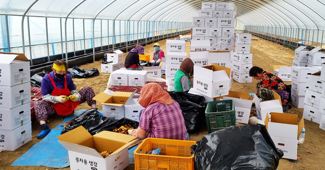 외국인 계절근로자들이 농작업을 하고 있다. /안동시제공