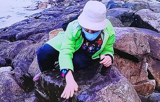 돌김 채취 장면
