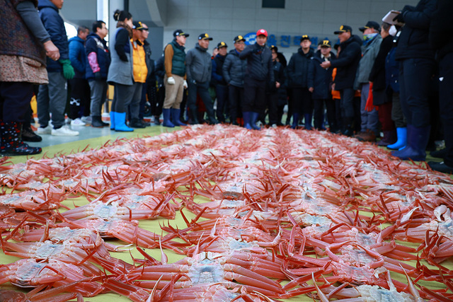 울진 죽변항 대게 위판 전경. /울진군제공