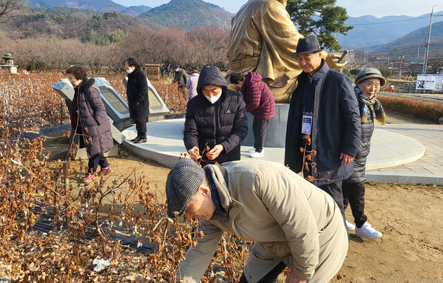 목화에 대해 관심을 보이는 울릉도 어르신들 /김두한기자 