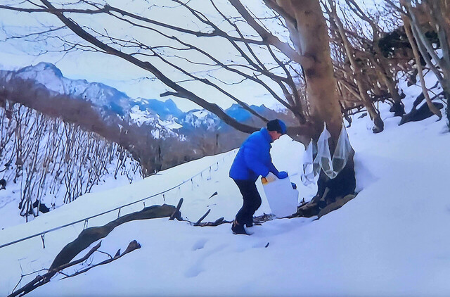 높은 산 눈속에서 채취하는 울릉도 고로쇠 수액