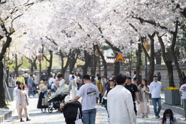 벚꽃이 만개한 경주대릉원돌담길 전경. /경주시제공