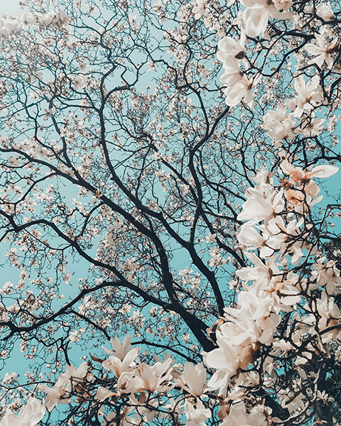 화사하게 피어 옛사랑을 떠올리게 하는 목련. /언스플래쉬