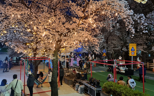 안동 벚꽃 축제장의 벚꽃나무 야간조명. /안동시제공