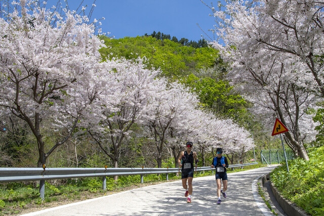내수전 전망대 가는길에 핀 아름다운 벗꽃길을 걷고 있는 참가자./울릉군