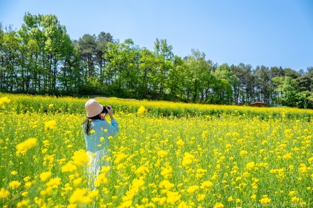 예천군 회룡포 유채꽃 단지. /예천군제공
