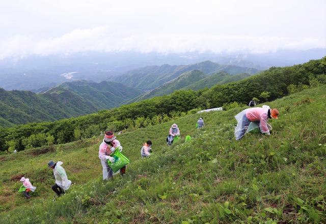 산나물채취