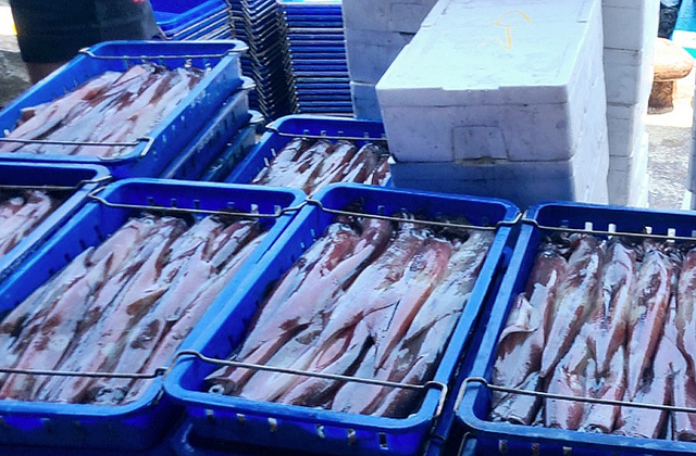 싱싱한 한치가 5월달에 처음으로 울릉도근해에서 잡혔다./김두한 기자 