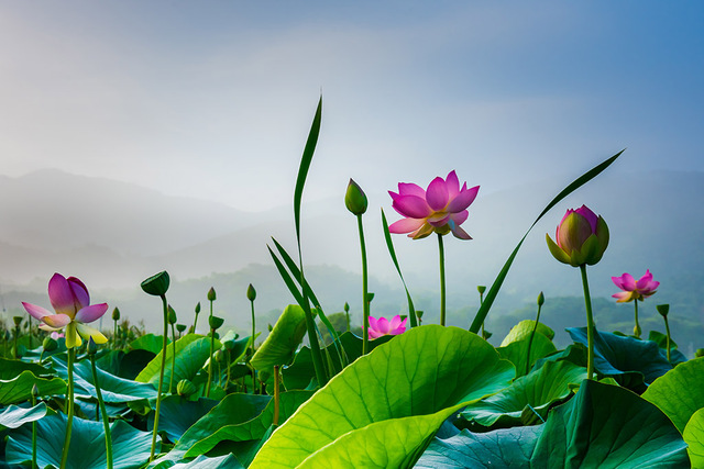 울미마을 연꽃.