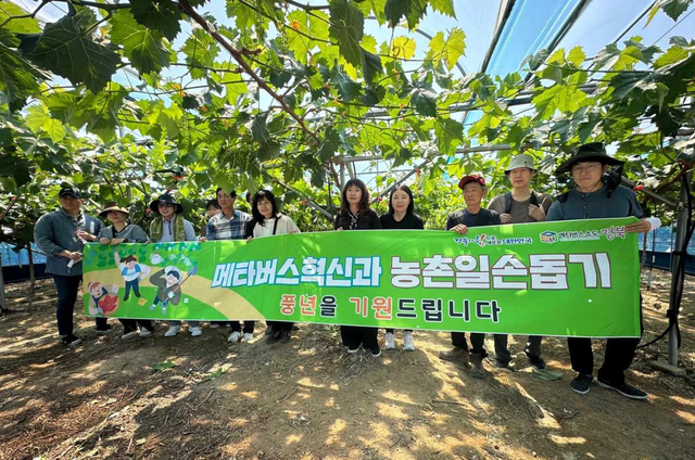 경북도청 메타버스혁신과 직원들이 29일 영천시 화남면 소재 포도 농가를 방문해 부족한 일손을 보태며 구슬땀을 흘렸다./경북도 제공