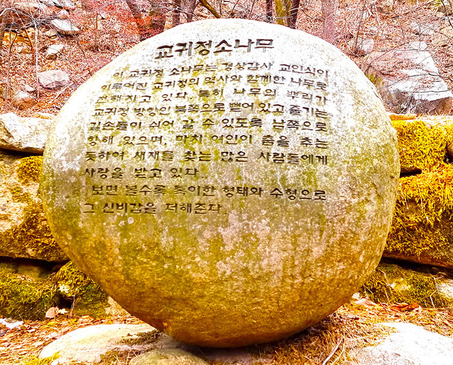 소나무 비.