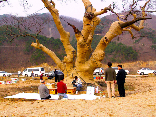 포항 마북리 느티나무 노거수에 제사를 올리는 사람들.