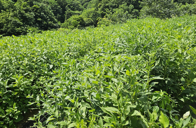 나무처럼 자란 부지깽이 밭./김두한 기자 