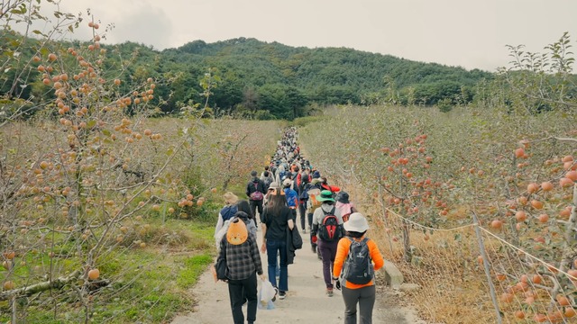 지난해 국립백두대간수목원에서 열린 제1회 백두대간 가든하이킹 참여자들이 봉화지역 자랑인 사과밭길을 걷고 있다. /국립백두대간수목원제공