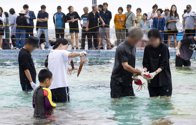 오징어축제 오징어 맨손잡기.