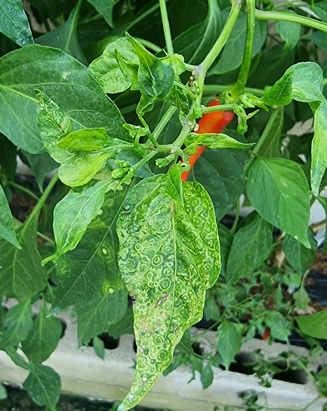 왼쪽부터 고추·멜론·토마토 작물 피해 모습. /경북농업기술원 제공