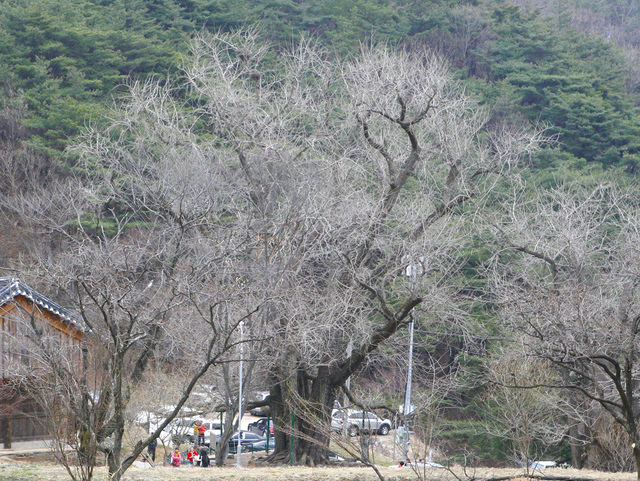 겨울철 은행나무.