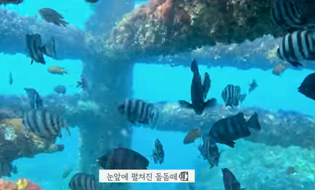 대상 영상. 쌍정초 등대 수중의 고기 떼들./영상캡쳐