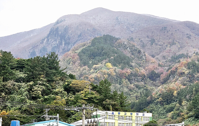 울릉도 저동시가지 뒷산에 내린 눈 단풍과 어울러 장관을 이루고 있다./김두한 기자 