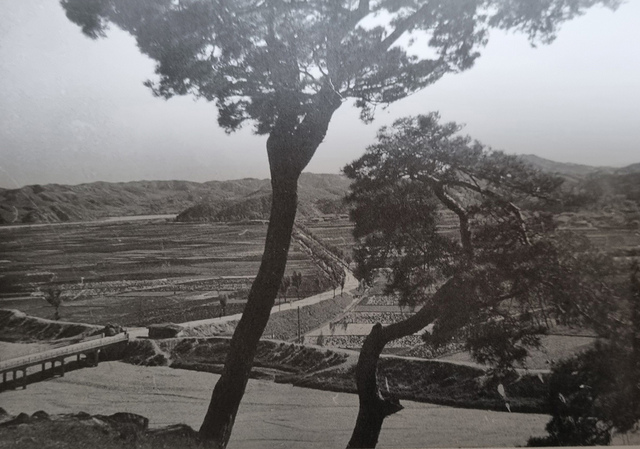 1950년대 구성공원에서 바라본 한절마와 예천방향 신작로.