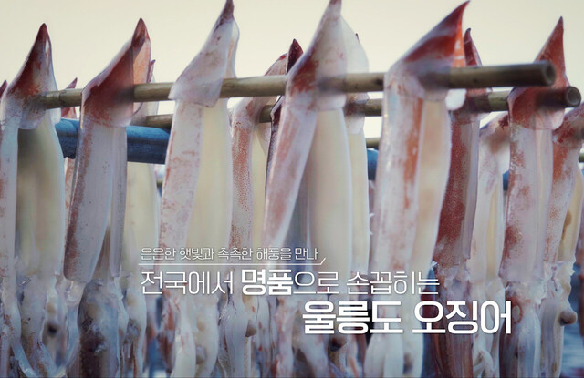싱싱한 울릉도 오징어를 건조하는 장면./피디엠코리아 