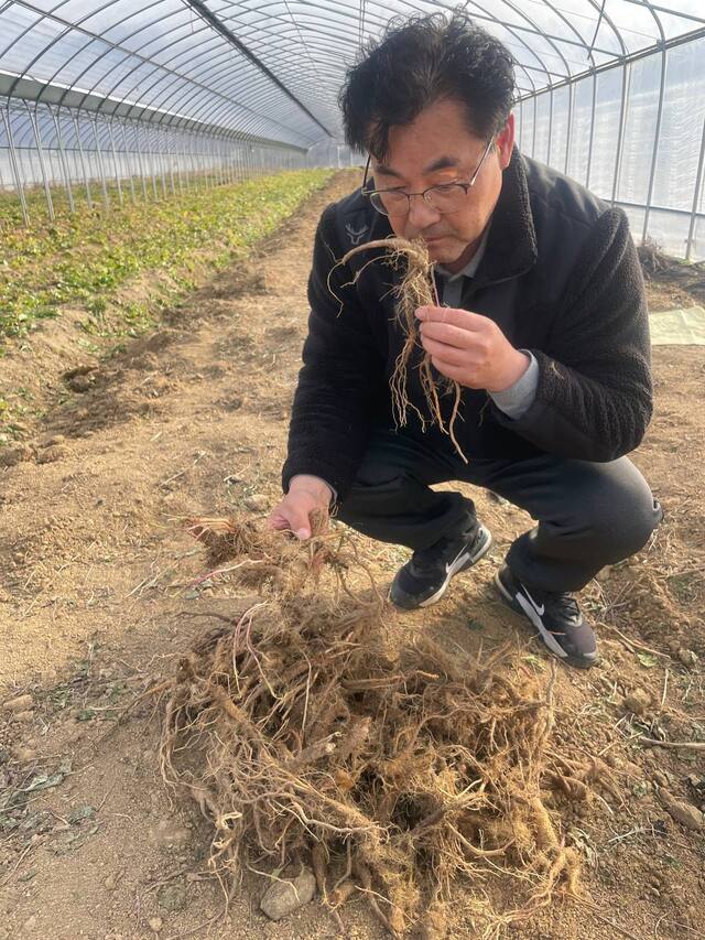 농업회사법인 ‘시골잔대’의 박해영 농가가 수확한 잔대 뿌리의 상태를 확인하고 있다. /예천군제공