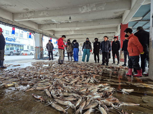 오징어가 들어왔다. 울릉도 사람들마저 오징어가 왔다며 얼굴에 화색을 띤다. 적은 양이지만 어판장은 모처럼 활기가 넘친다.
