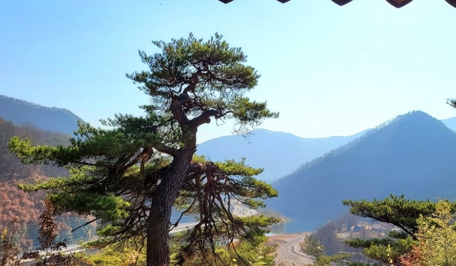 문경시 마성면 신현리 봉생정 앞 500년 된 소나무가 부러지기 전 모습. /고성환 기자
