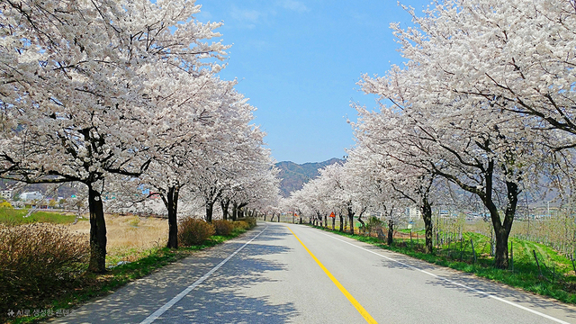 4월이면 절정을 이루는 신북천 옆 여우목로의 벚꽃터널.