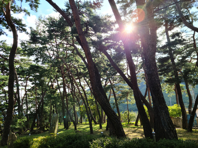 포항시 북구 기북면 덕동마을 입구의 솔숲(송계숲).