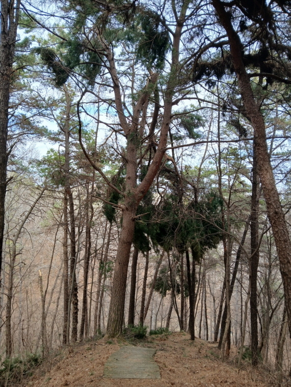 문경시 매봉산 등산로에 부러진 소나무 가지. /김한배 문경운전면허심험장 차장 제공