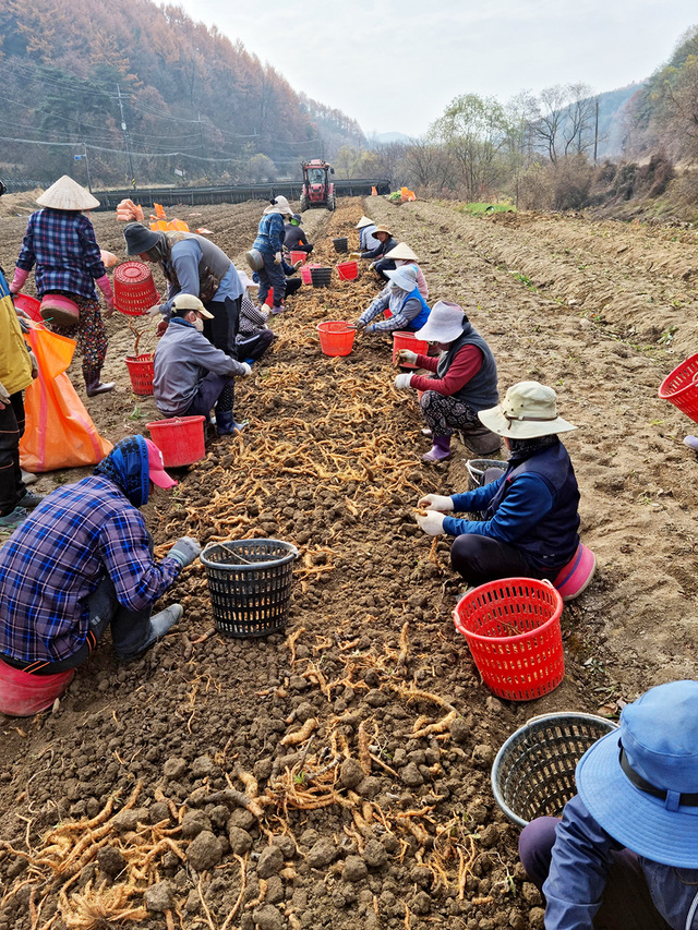 외국인 계절근로자 농작업 현장 모습.