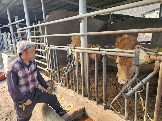 지난 22일 발생한 산불로 전소된 김민수 씨의 저택에 소 두마리만 살아남아 돌아온 김씨를 반기고 있다. /피현진 기자