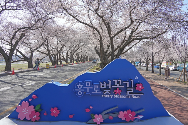 흥무로 벚꽃 모습. /경주시 제공