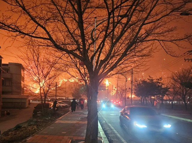 지난 22일 의성에서 발생한 산불이 25일 안동시 정하동 인근까지 확산했다./영주 김세동 기자
